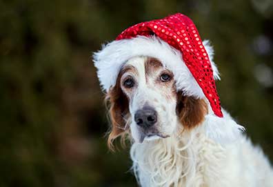 Old dog merry Christmas