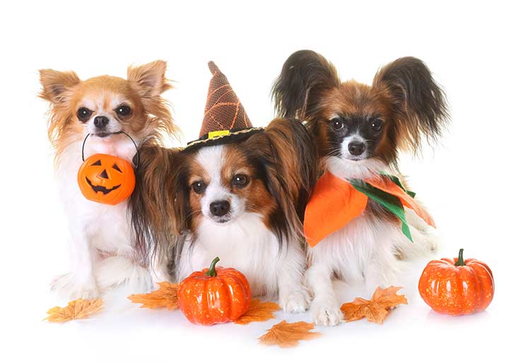 Halloween candy tips for dogs