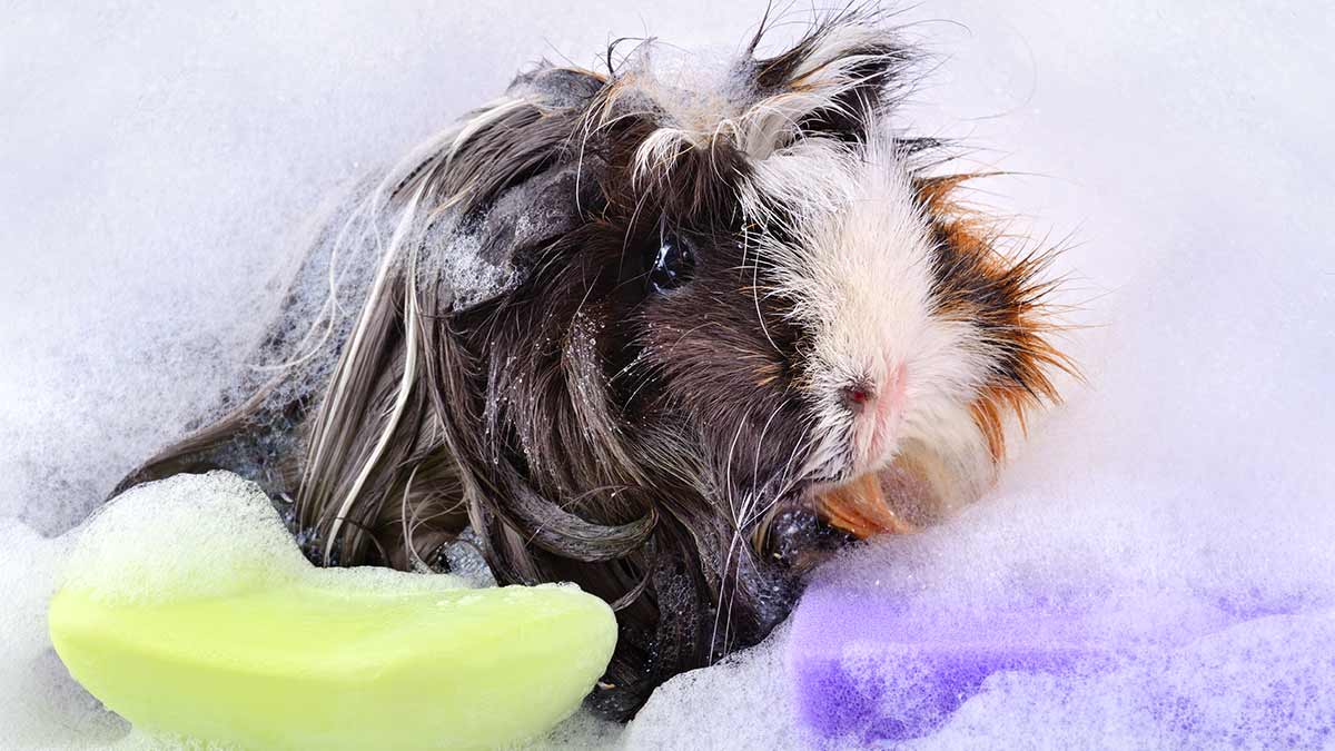 Guinea Pig on a yellow and purple sponge