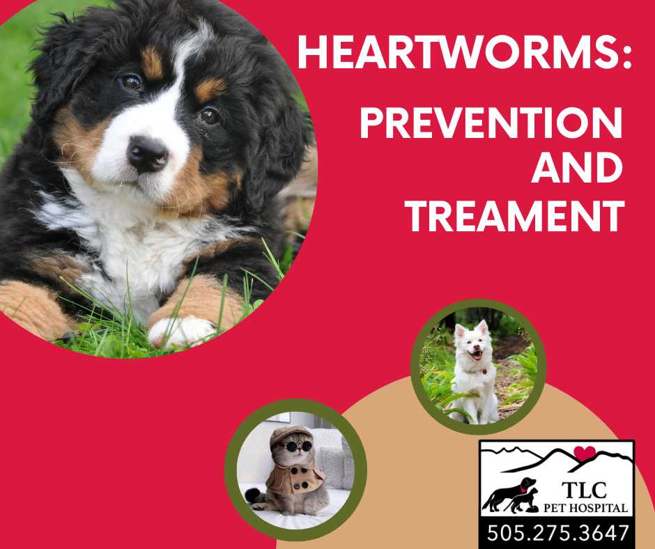 Heartworm prevention