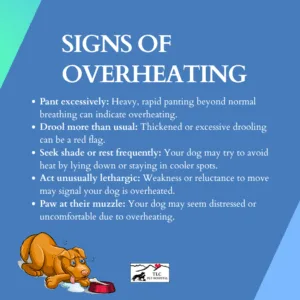 Signs of dog overheating