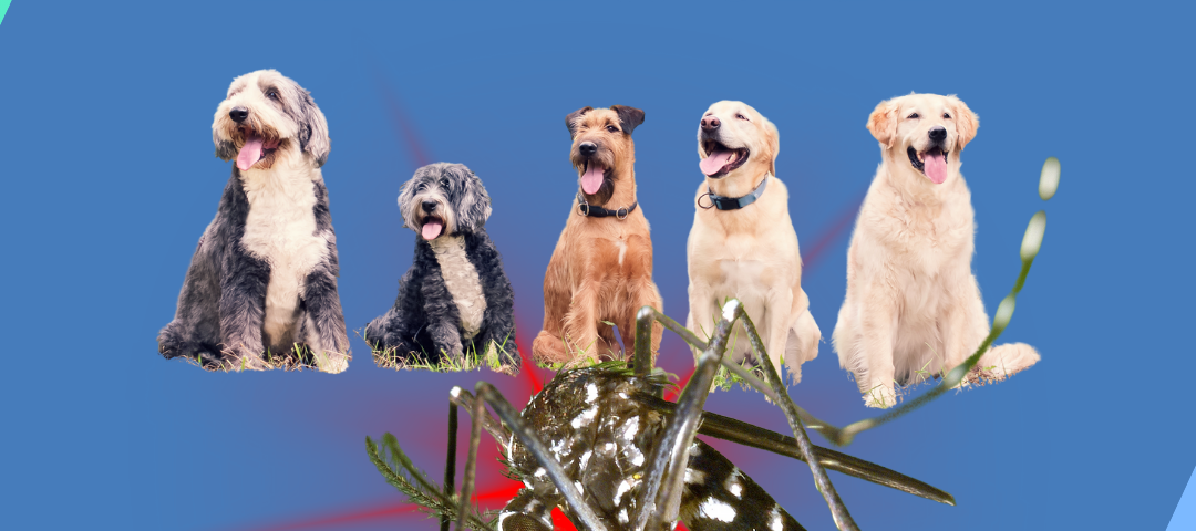 Mosquitos and Heartworm